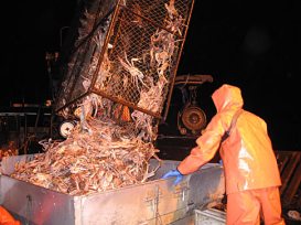 Unloading Snow Crabs at Night